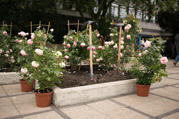Die Rosen waren das Gastgeschenk unserer französischen Partnerstadt Vendôme zum 45-jährigen Städtepartnerschaftsjubiläum 