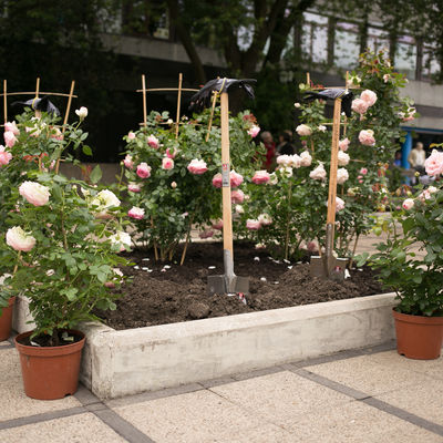 Die Rosen waren das Gastgeschenk unserer französischen Partnerstadt Vendôme zum 45-jährigen Städtepartnerschaftsjubiläum 