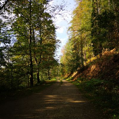 Stadtwald im Herbst Wanderweg